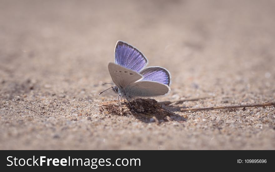 Purple Sulfur Moth On Ground Close-up Photography