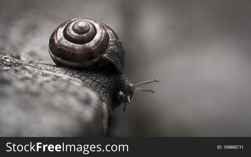 Snail