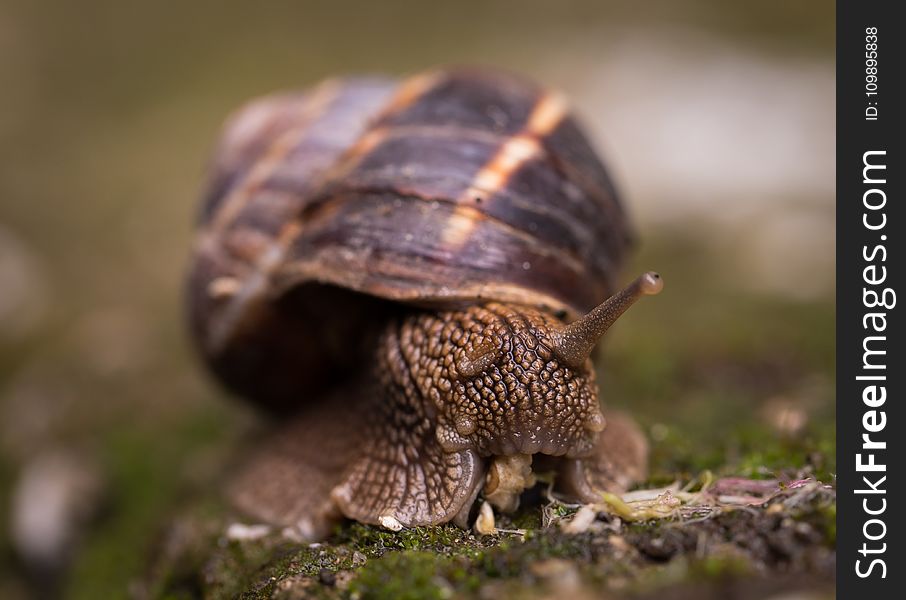 Shallow Focus Photography Of Snail