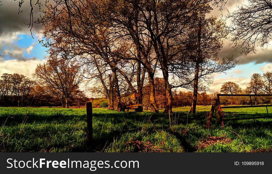 Branches, Clouds, Environment