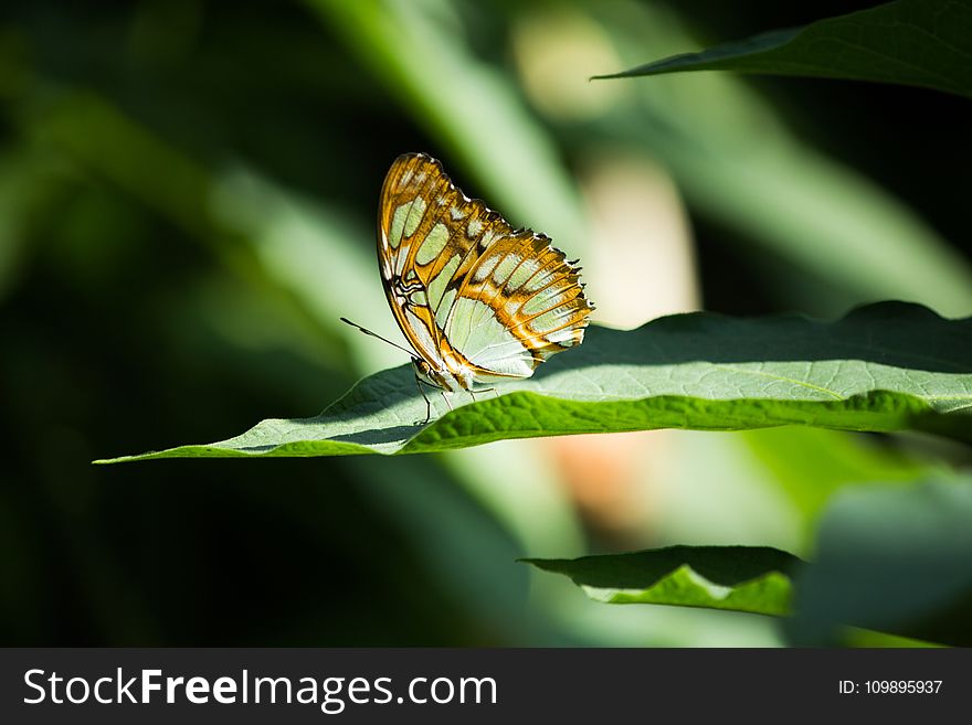 Animal, Biology, Blur