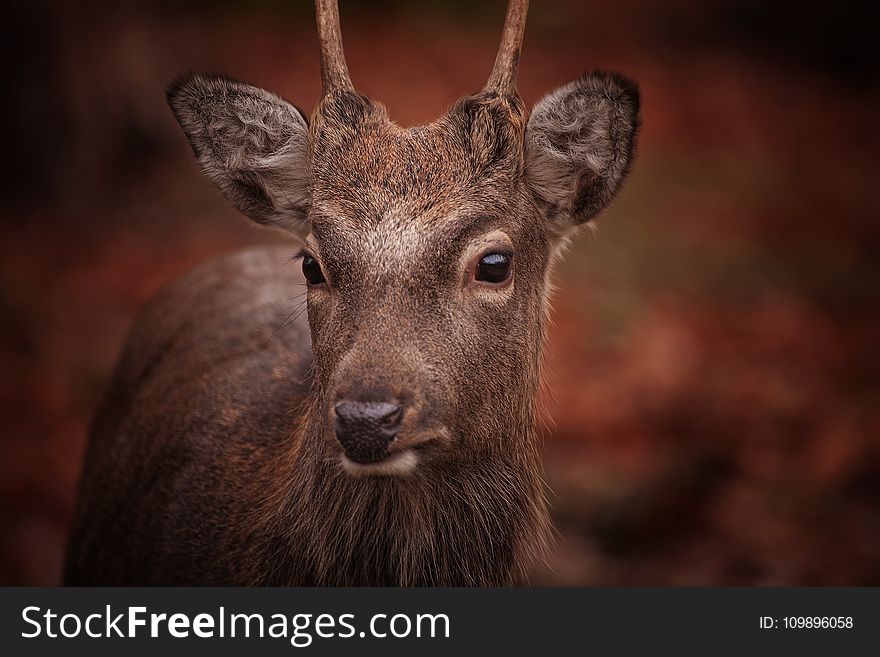 Animal, Photography, Antler