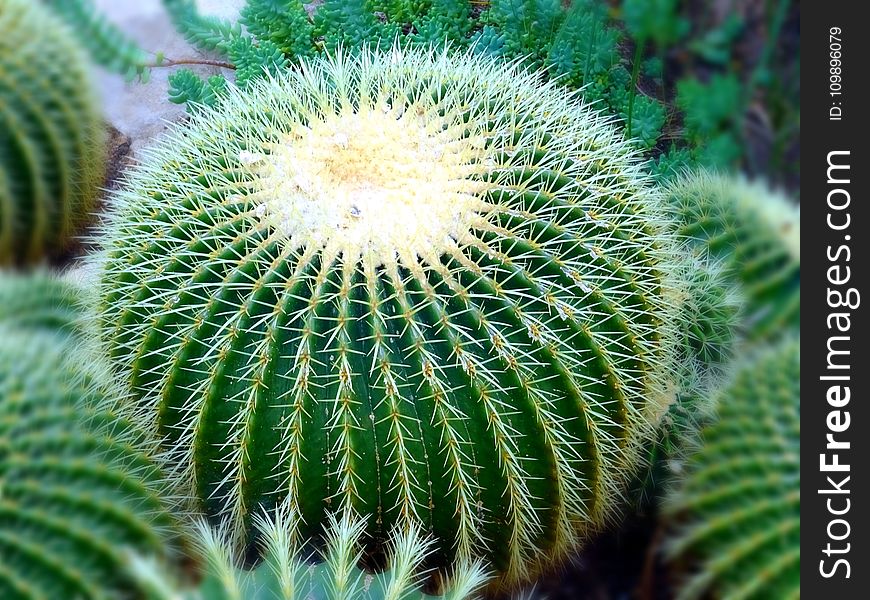 Blur, Botanical, Cactus