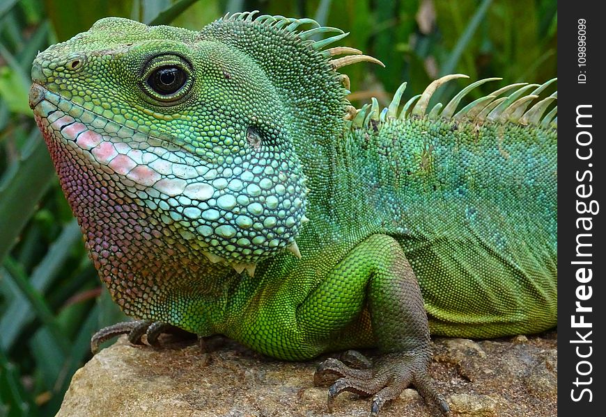 Animal, Close-up, Colors