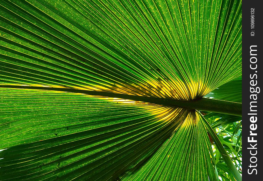 Botanical, Bright, Close-up