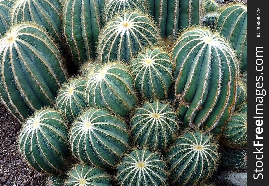 Botanical, Cactuses, Close-up