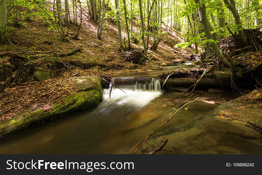 Creek, Environment, Fall