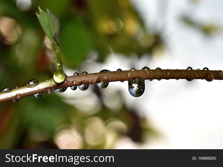 Blur, Branch, Close-up