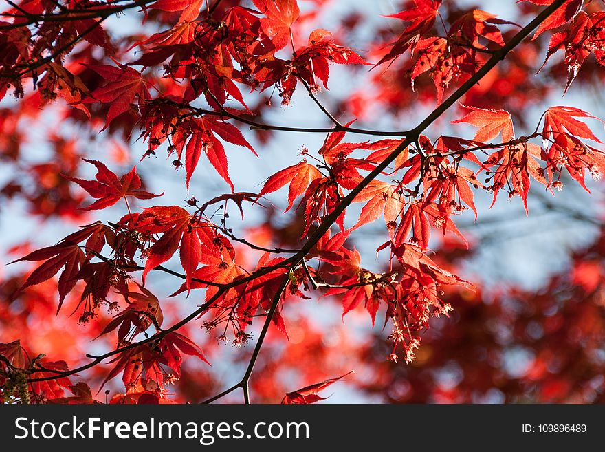 Branch, Bright, Close-up