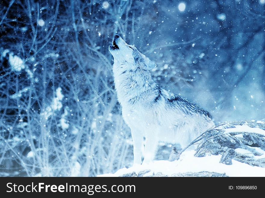 Animal, Cold, Color