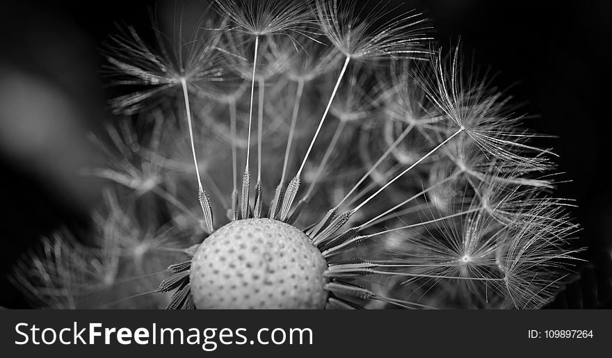 Black-and-white, Blur, Close-up