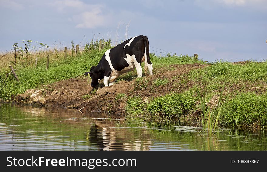 Agriculture, Animal, Cattle