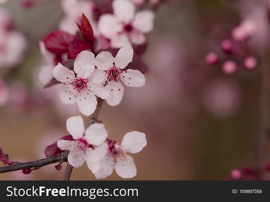 Pink Flowers