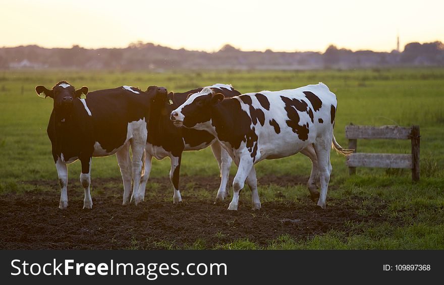 Agriculture, Animal, Photography