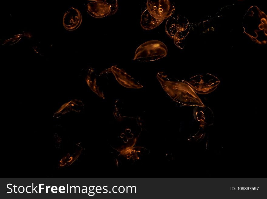 Dark, Image, Jellyfishes
