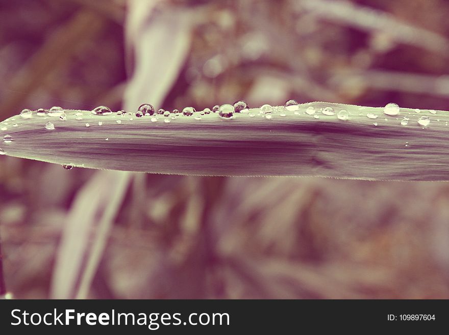 Background, Blur, Close-up