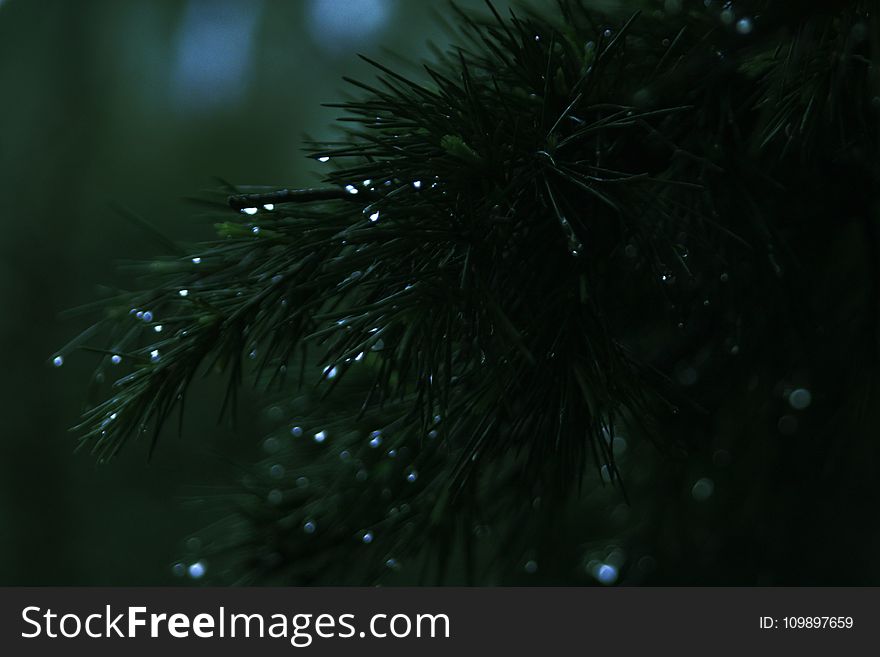 Blur, Close-up, Conifer