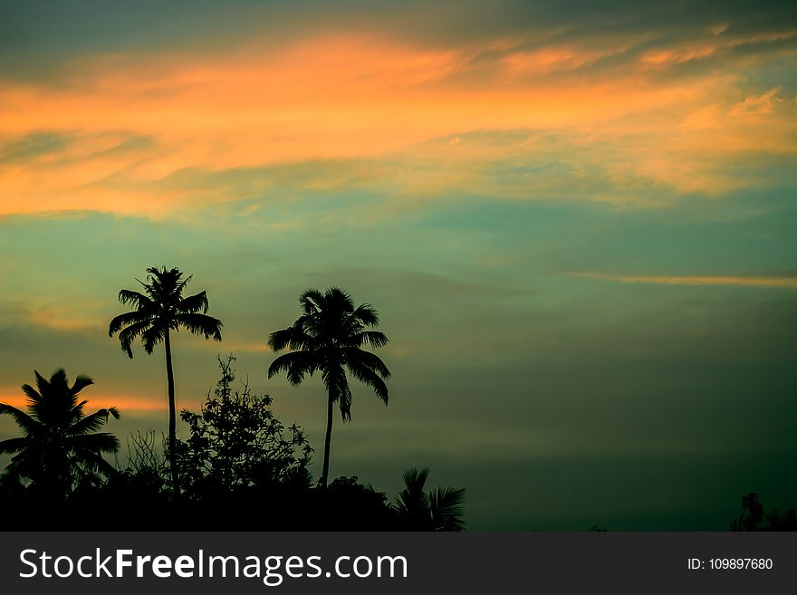 Clouds, Coconuts, Landscape