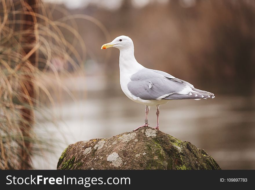 Sea Gull Perched On Rock