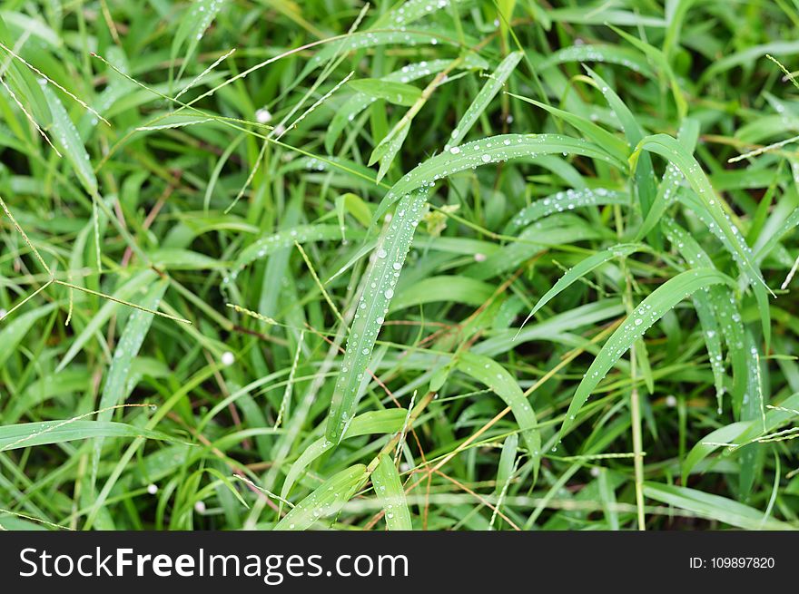 Close-up, Dew, Dewdrops