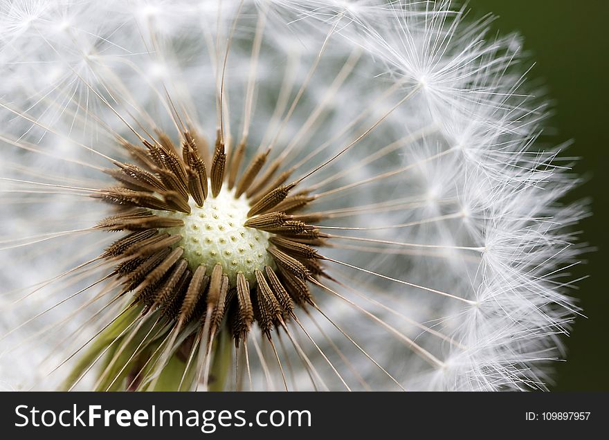 Bloom, Blossom, Close-up