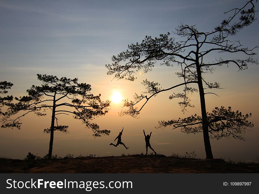 Branches, Country, Countryside