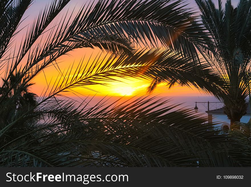 Beach, Clouds, Coconut