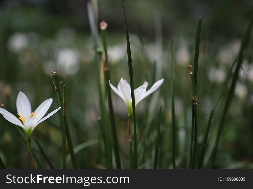 Bloom, Blooming, Blossom