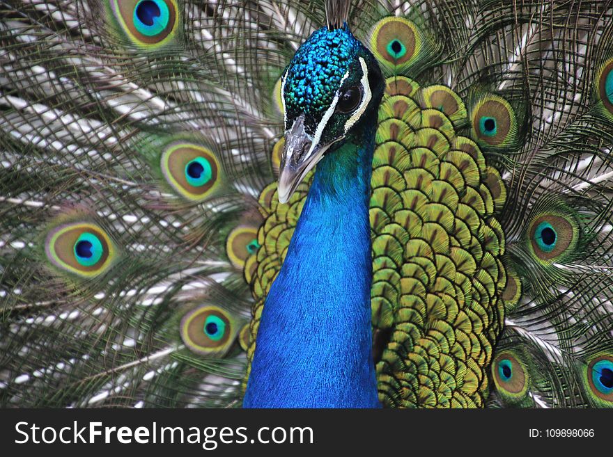 Animal, Photography, Avian