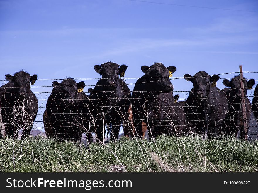 Agriculture, Animals, Cattle