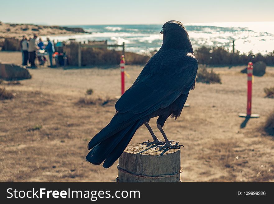 Animal, Avian, Beach