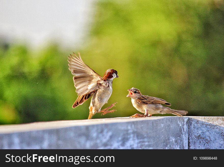 Selective Focus of Two Birds on Concrete Beam