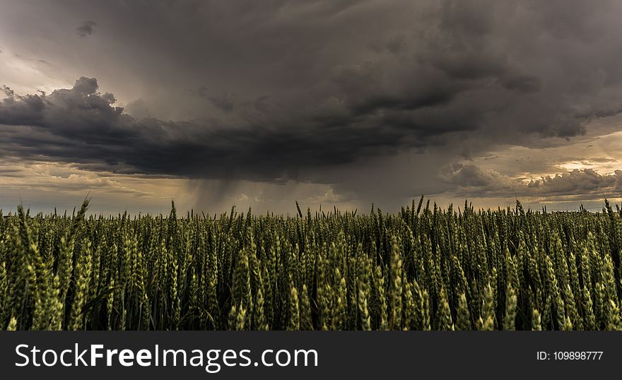 Agriculture, Cloud, Formation