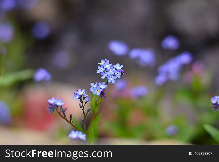 Beautiful, Bloom, Blooming