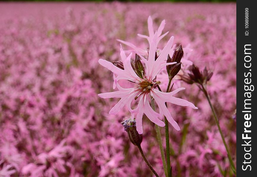 Beautiful, Bloom, Blooming