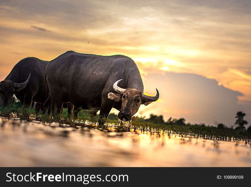 Agriculture, Animals, Asia