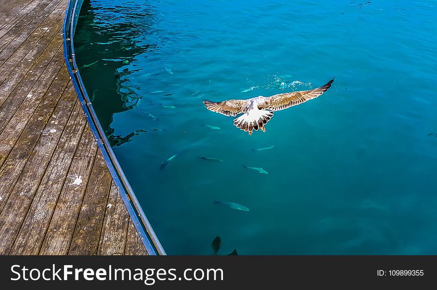 Animal, Avian, Beach