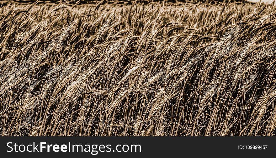 Agriculture, Countryside, Cropland