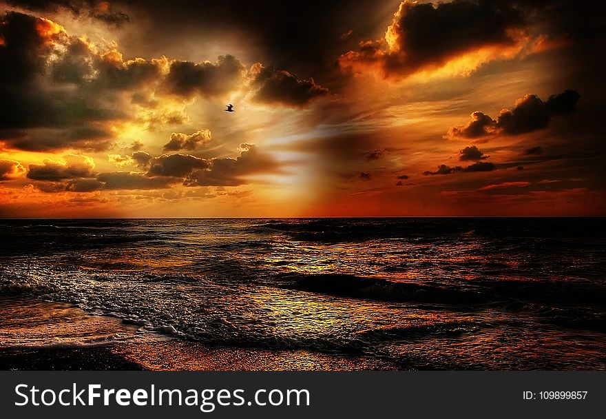 Beach, Beautiful, Bird