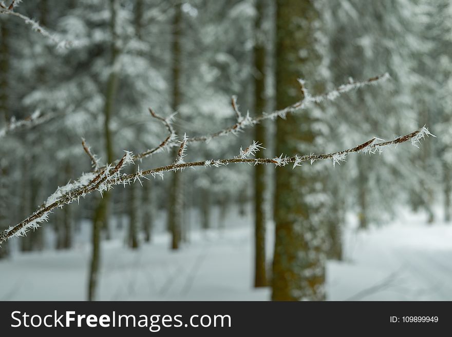 Branch, Close-up, Cold