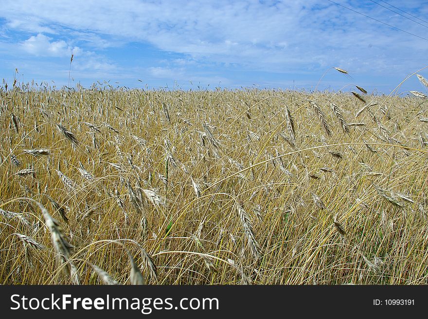 The field of barley in autunm. The field of barley in autunm.