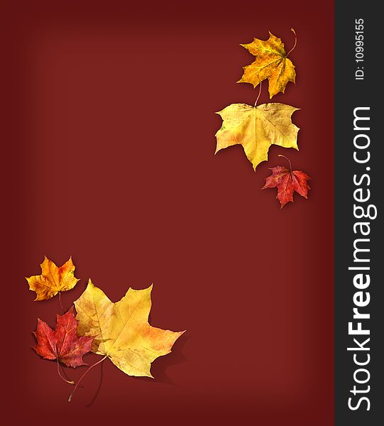 Red and yellow maple leafs on dark red background. Red and yellow maple leafs on dark red background