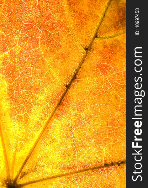 Autumn maple leaf textured background