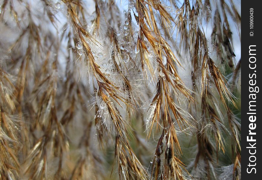 Agriculture, Background, Cereal