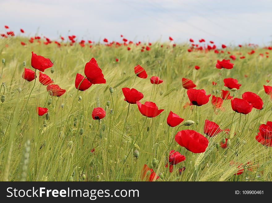 Agriculture, Bloom, Blooming