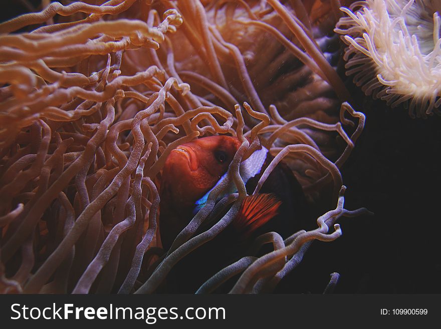 Anemone, Aquatic, Biology