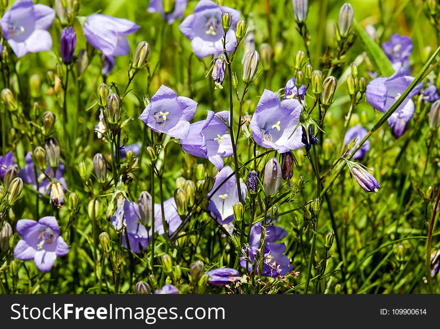 Alpine, Plant, Bloom