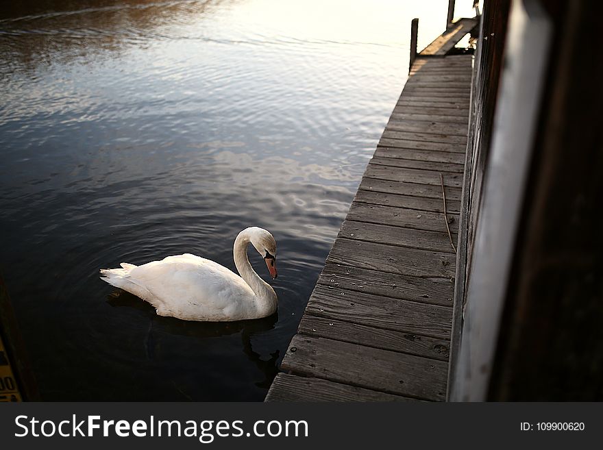 Boardwalk, Dock, Lake