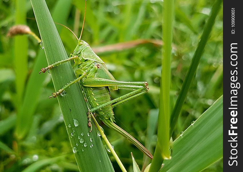 Blade, Of, Grass