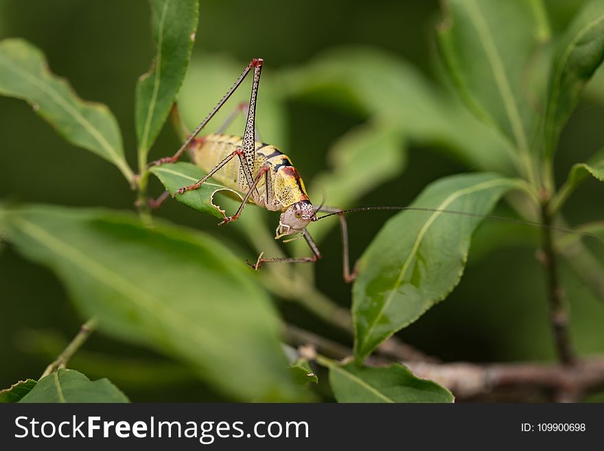 Animal, Antenna, Biology